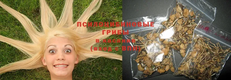 Псилоцибиновые грибы Psilocybe  ссылка на мегу ССЫЛКА  Михайлов  сайты даркнета формула  что такое наркотик 